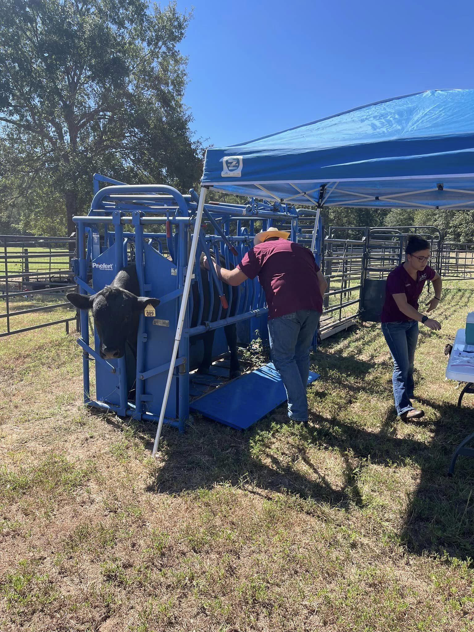 working cattle